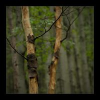 Detail suchých stromk v lese pod Radhoštm